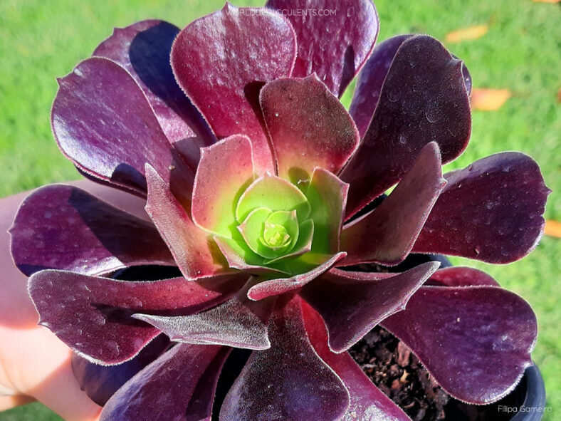 Aeonium 'Olimpo'