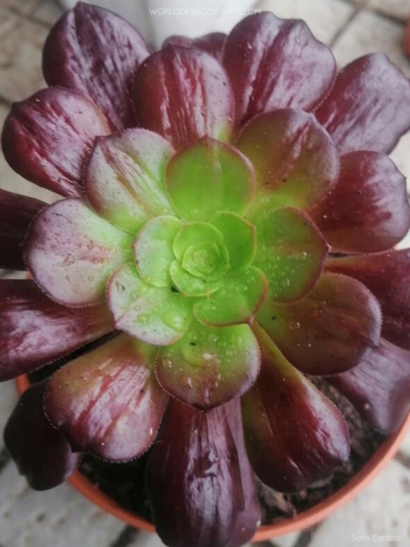 Aeonium 'Olimpo'