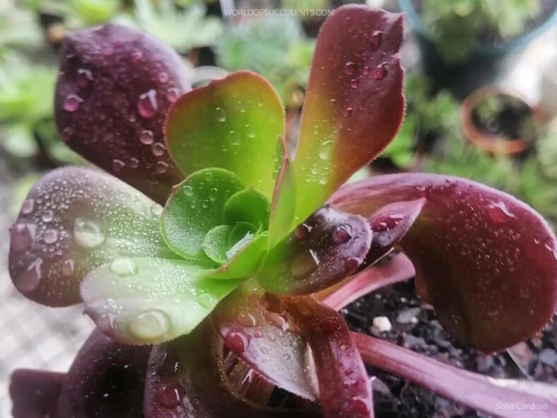 Aeonium 'Olimpo'