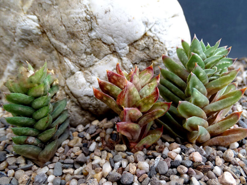 Astroloba cremnophila (Cliff Astroloba)