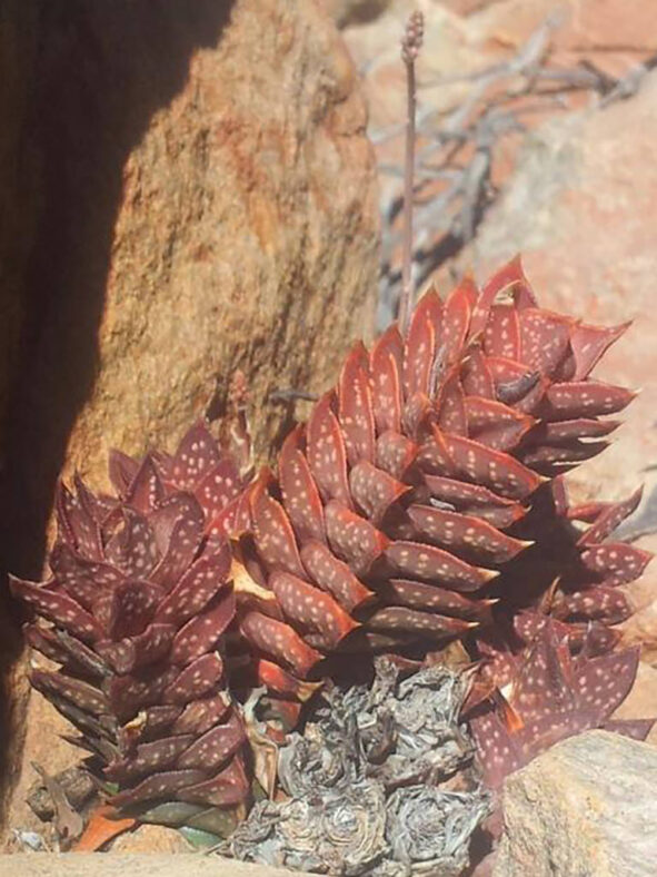 Astroloba cremnophila (Cliff Astroloba)
