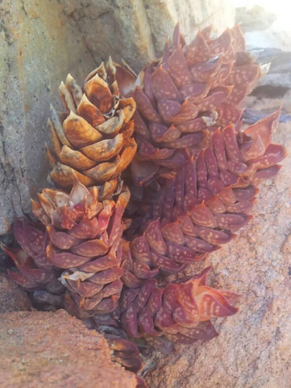 Astroloba cremnophila (Cliff Astroloba)