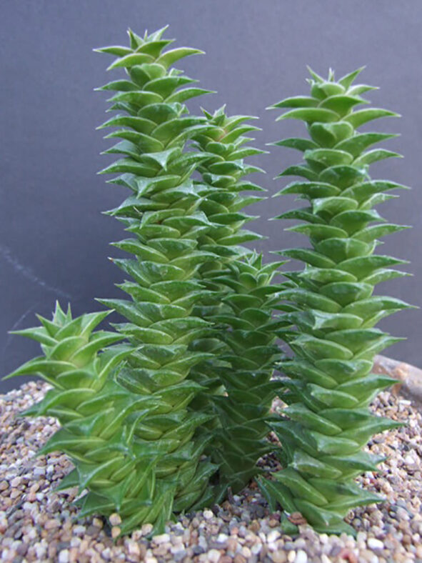 Astroloba foliolosa