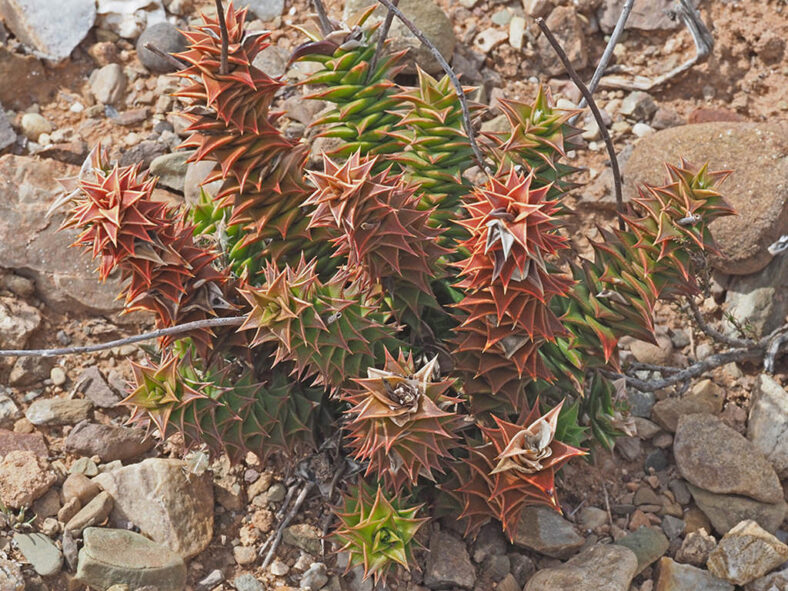 Astroloba foliolosa