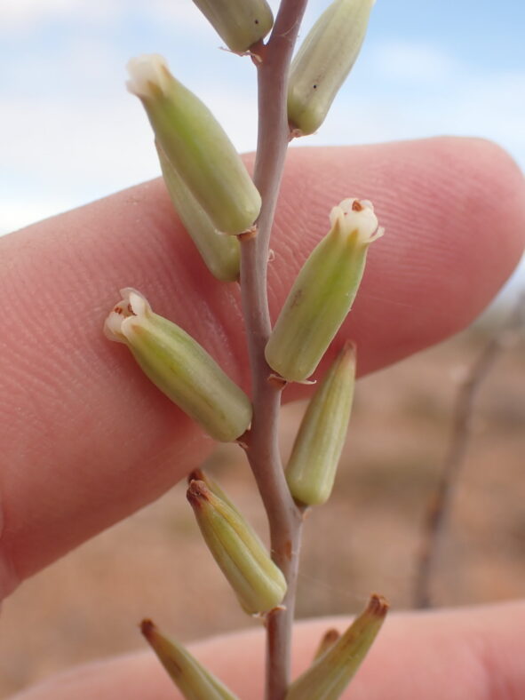 Astroloba foliolosa