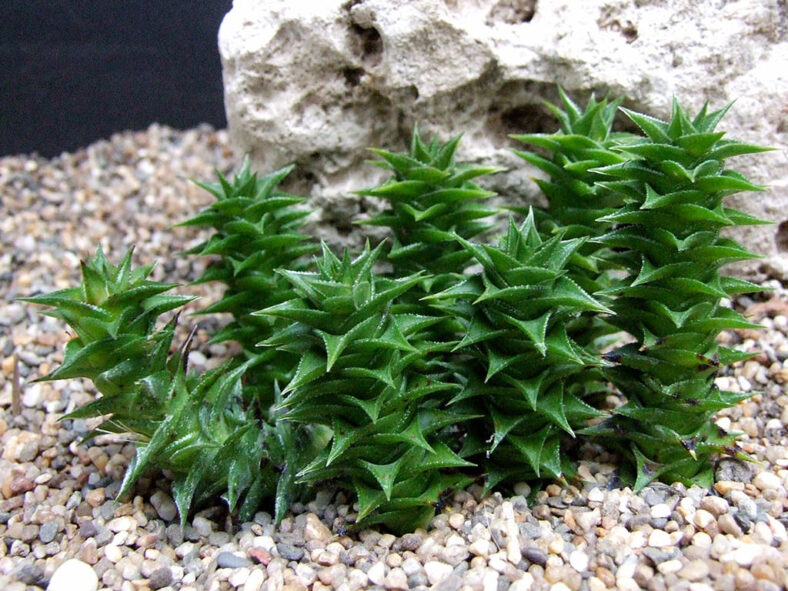 Astroloba foliolosa