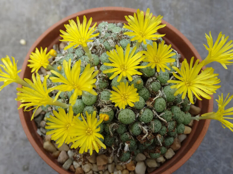 Conophytum flavum subsp. novicium