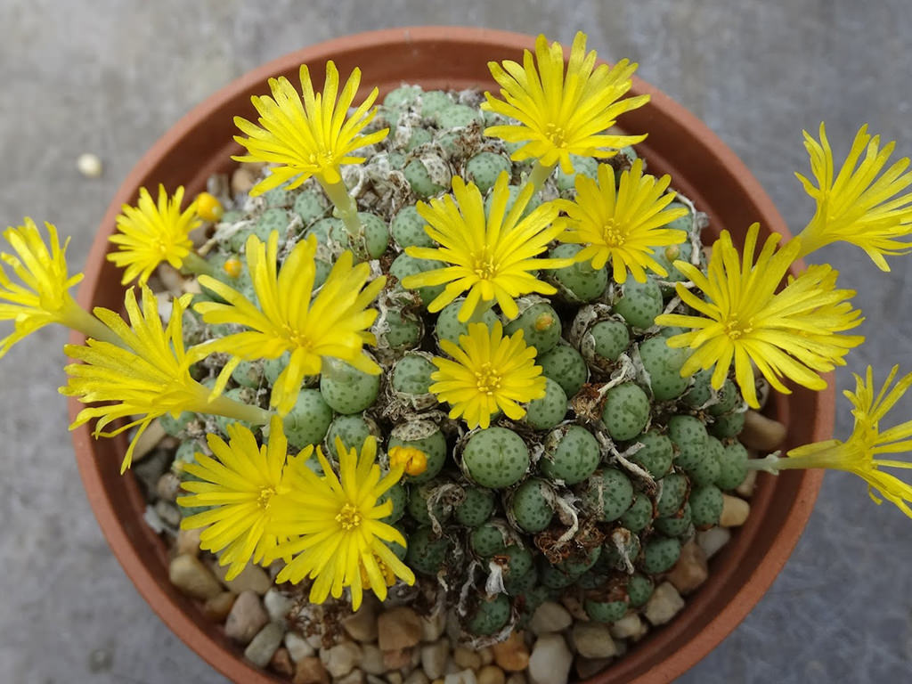 New Views of the Genus Conophytum コノフィツム Dumpling and His Wife - New Views of the Genus Conophytum