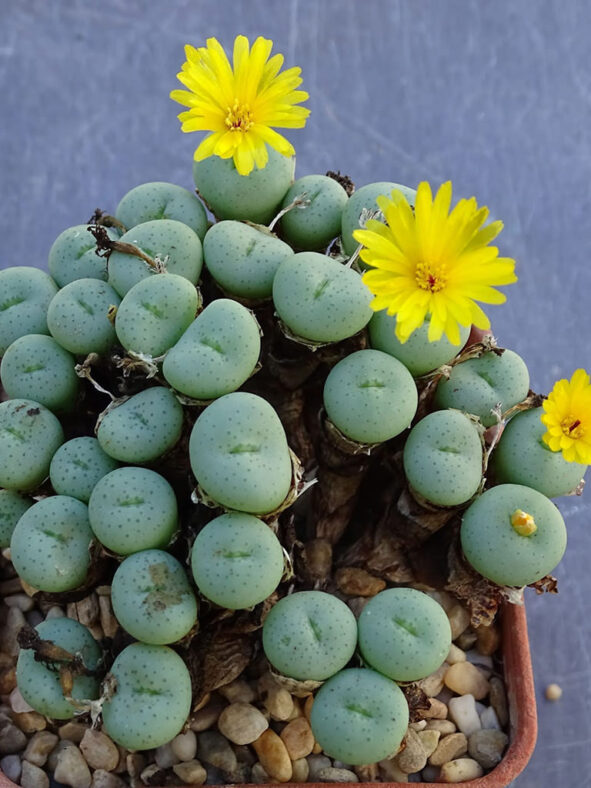 Conophytum flavum subsp. novicium