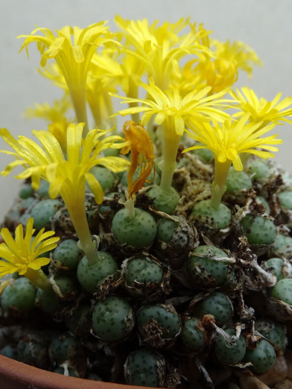 Conophytum flavum subsp. novicium