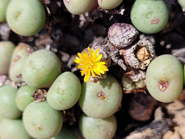 Conophytum flavum subsp. novicium