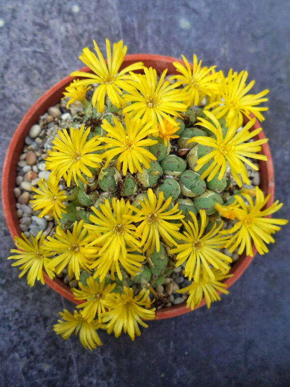Conophytum longibracteatum