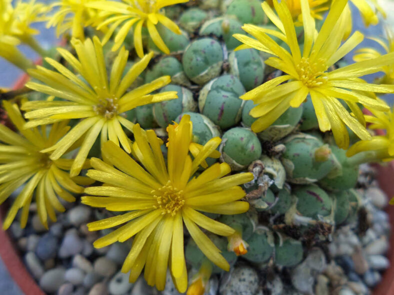 Conophytum longibracteatum
