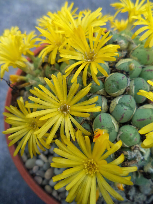 Conophytum longibracteatum