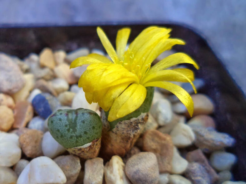 Conophytum longibracteatum