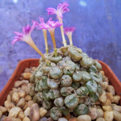 Conophytum obscurum
