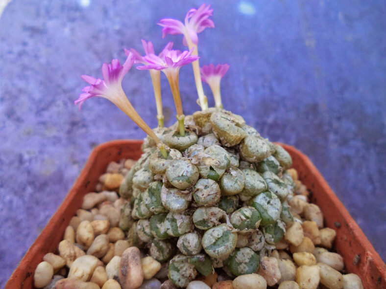Conophytum obscurum