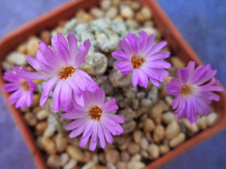 Conophytum obscurum