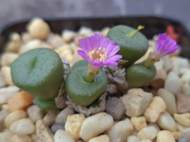 Conophytum obscurum