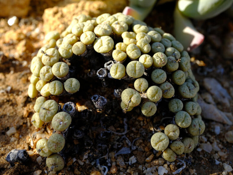 Conophytum obscurum