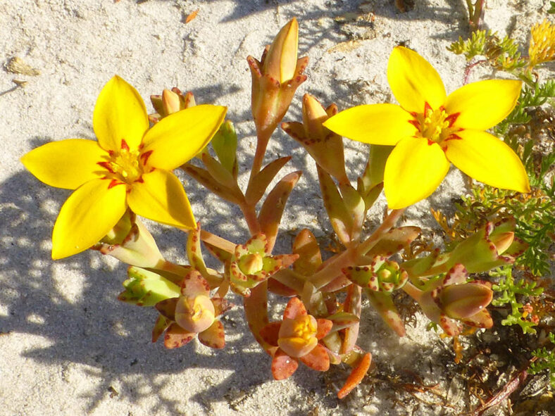 Crassula dichotoma