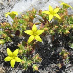 Crassula dichotoma