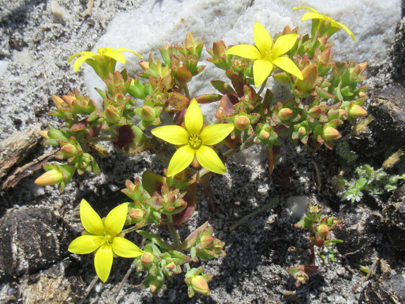 Crassula dichotoma