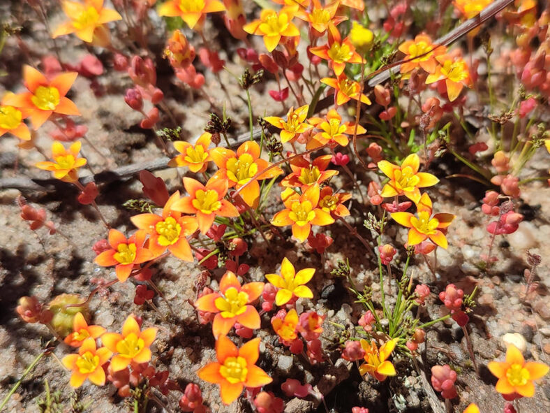 Crassula dichotoma