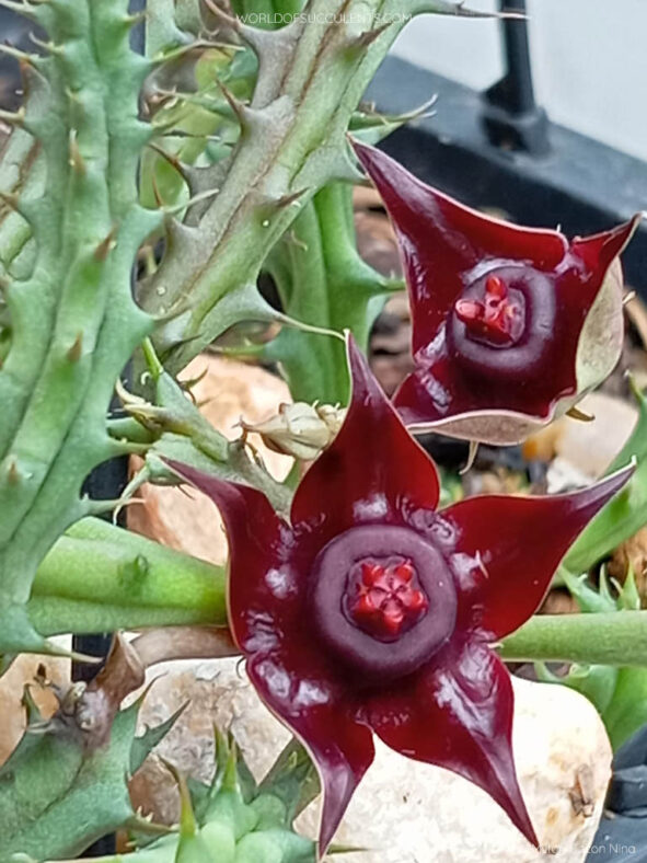 Duvalia polita (Polished Star)