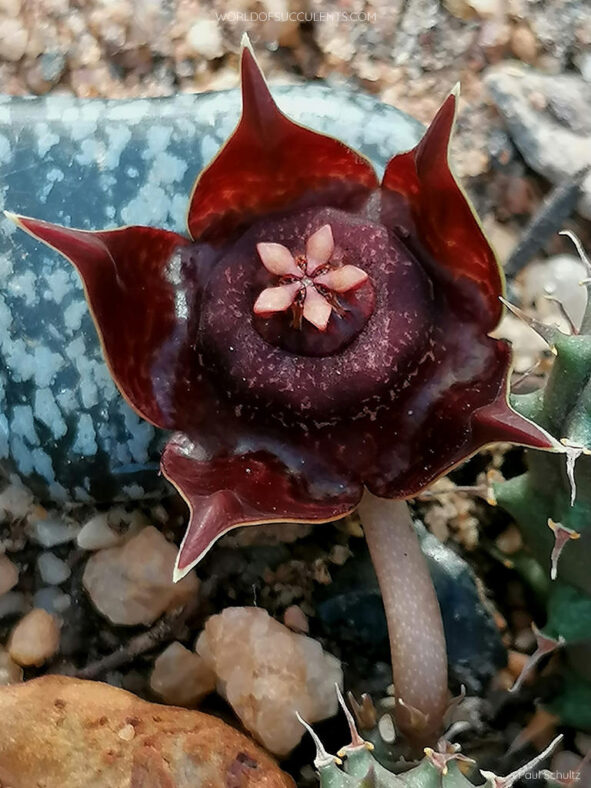Duvalia polita (Polished Star)