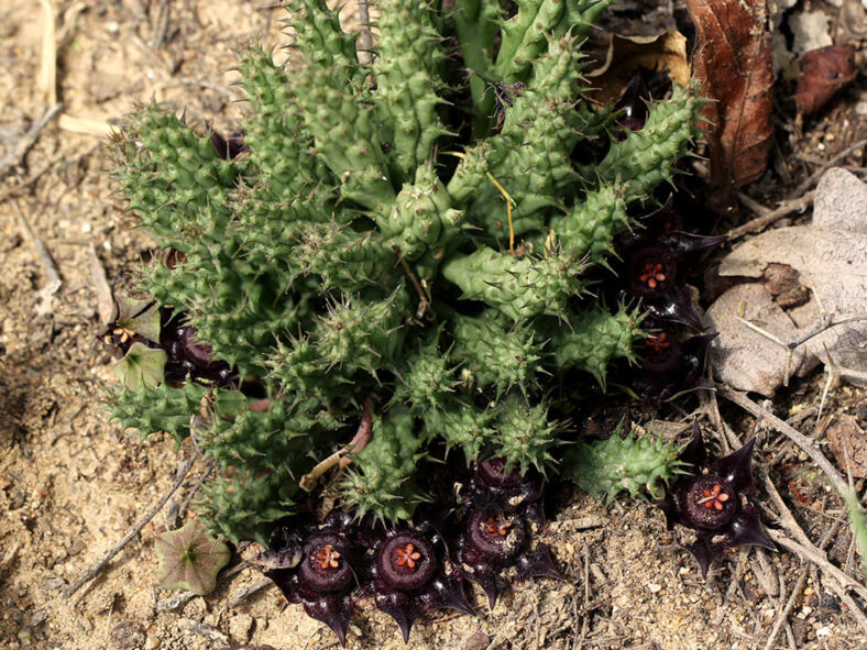 Duvalia polita (Polished Star)