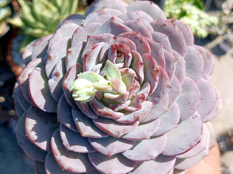 Echeveria 'Amazing Grace'