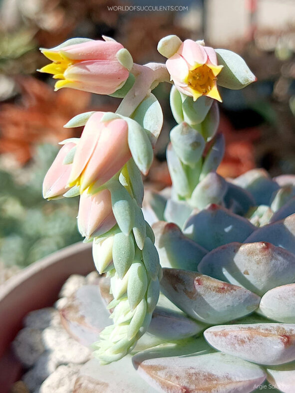 Echeveria 'Amazing Grace'