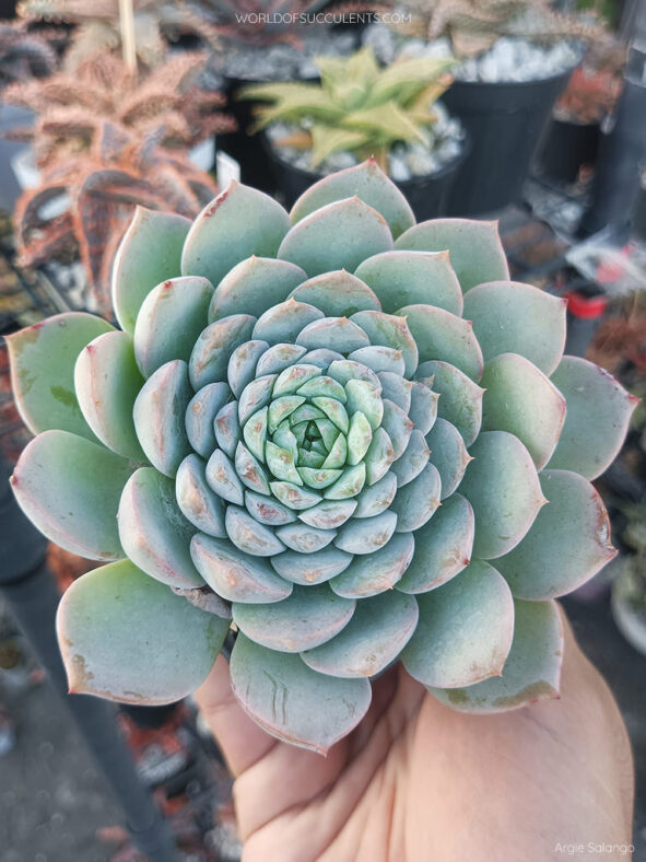Echeveria 'Amazing Grace'