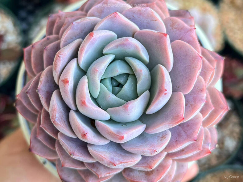 Echeveria 'Amazing Grace'