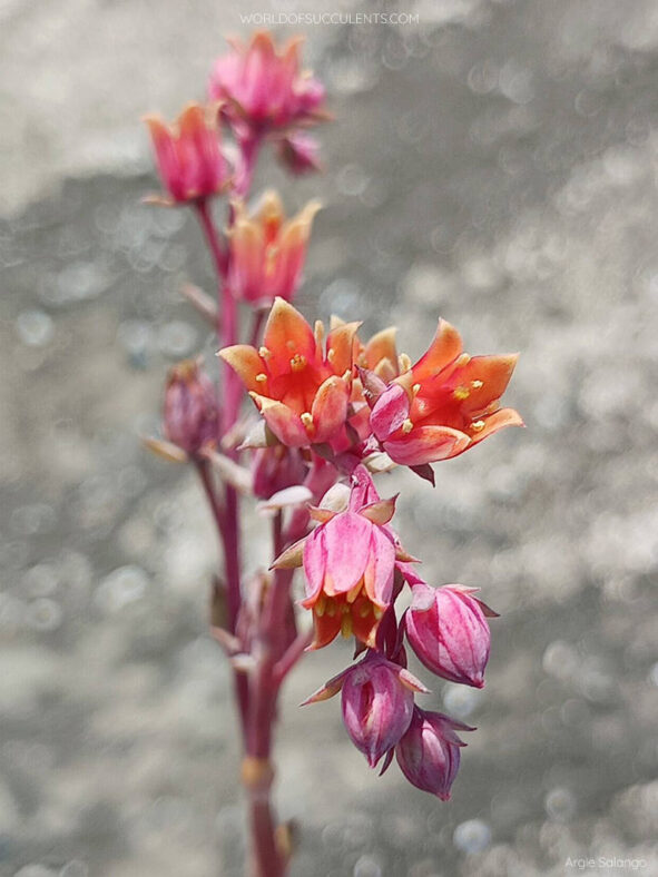 Echeveria 'Mirine'