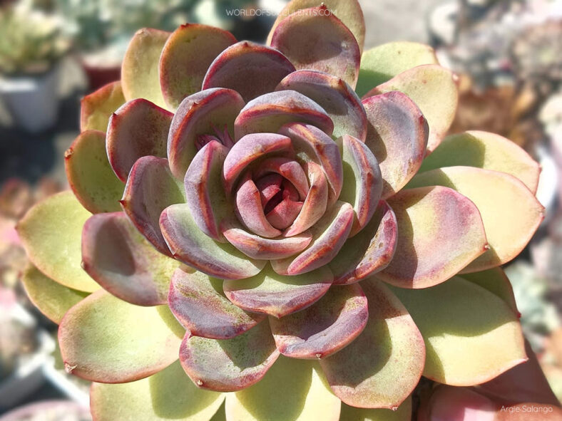 Echeveria 'Mirine'