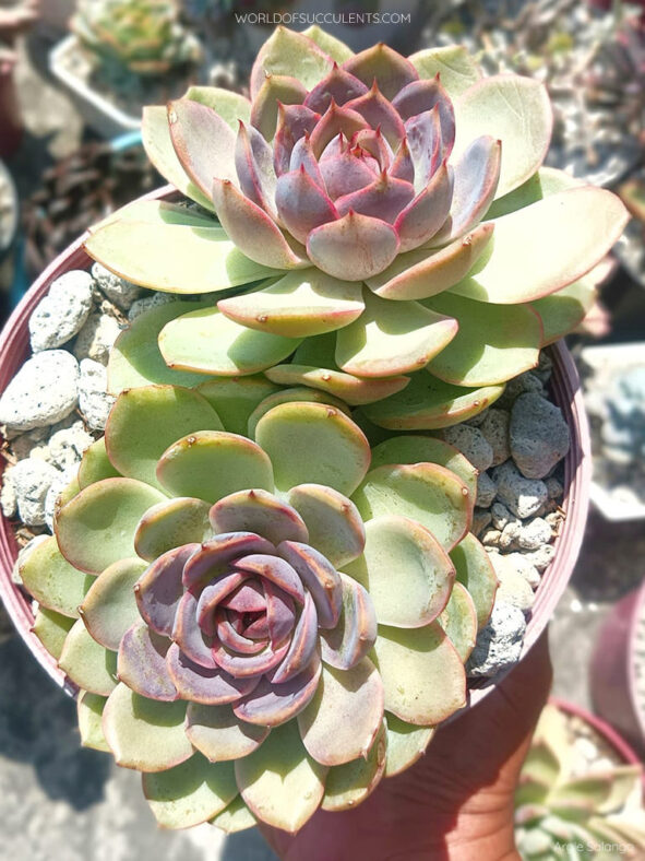 Echeveria 'Mirine'