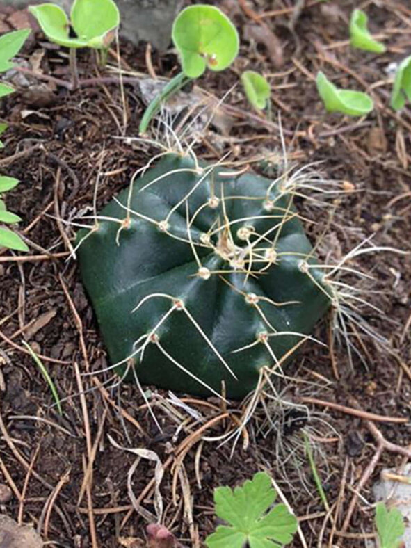 Echinocereus knippelianus