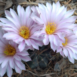 Echinocereus knippelianus