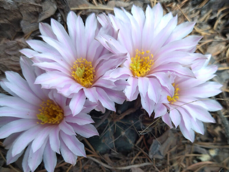 Echinocereus knippelianus