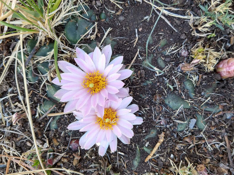 Echinocereus knippelianus