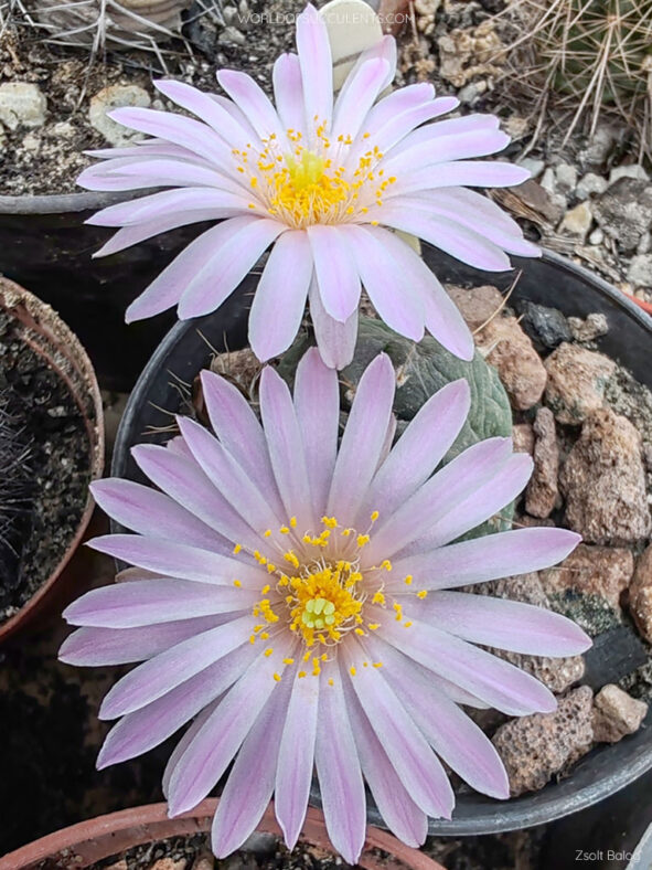 Echinocereus knippelianus