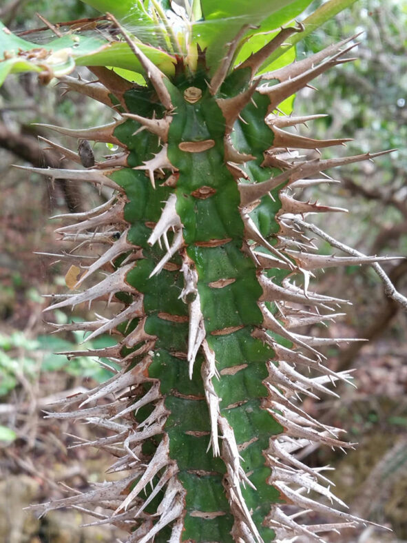 Euphorbia viguieri