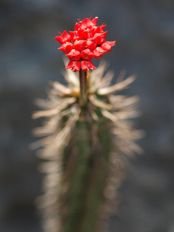 Euphorbia viguieri
