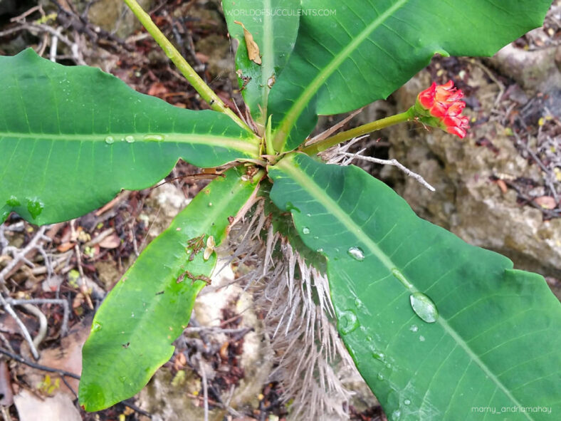 Euphorbia viguieri