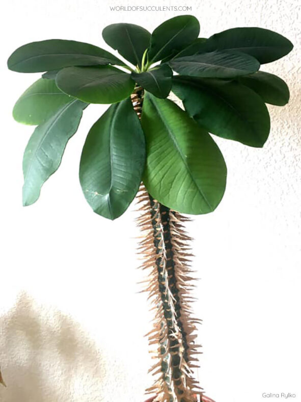 Euphorbia viguieri