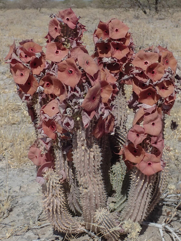 Hoodia currorii subsp. lugardii