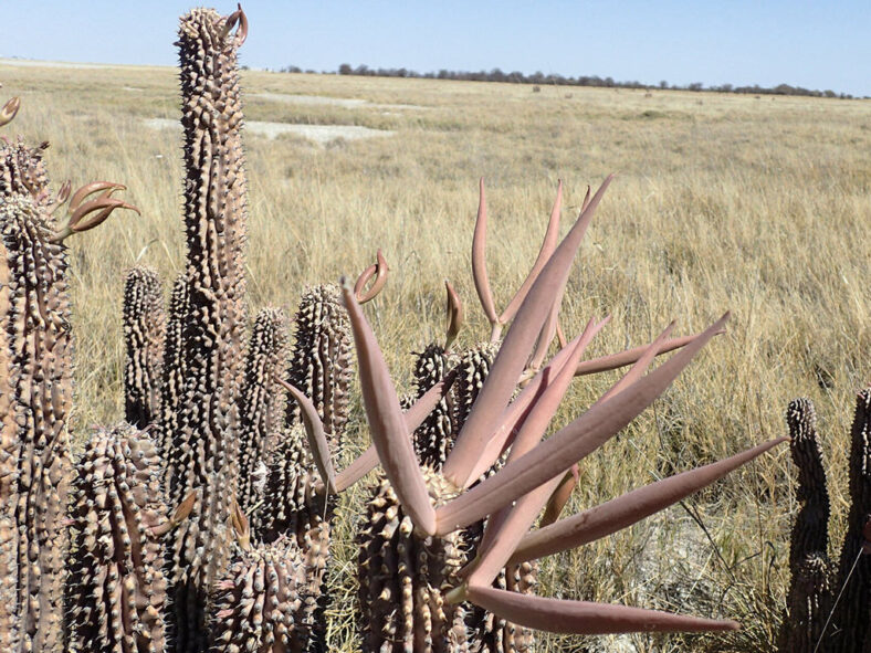 Hoodia currorii subsp. lugardii