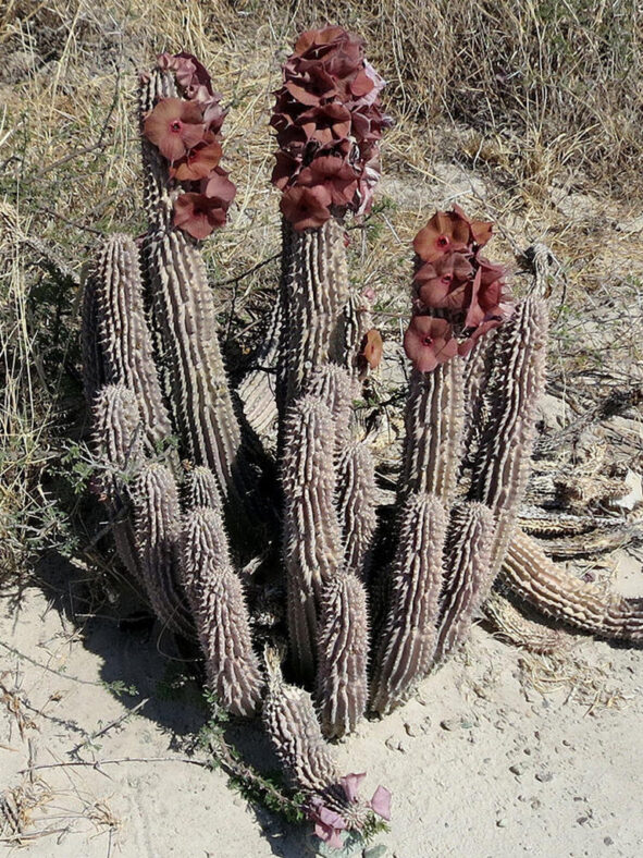 Hoodia currorii subsp. lugardii